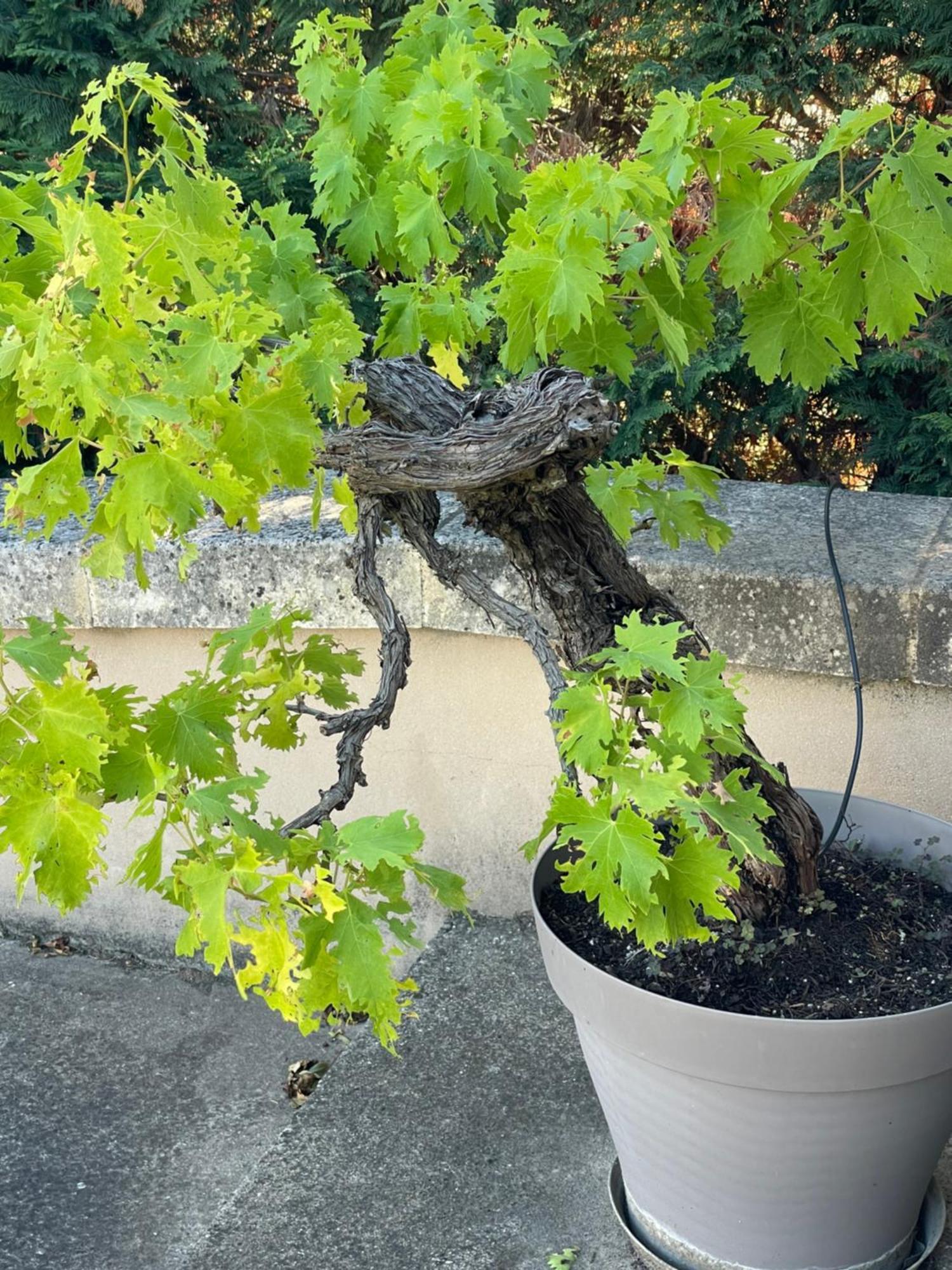 Gite Les Alpilles Eygalières Exterior foto
